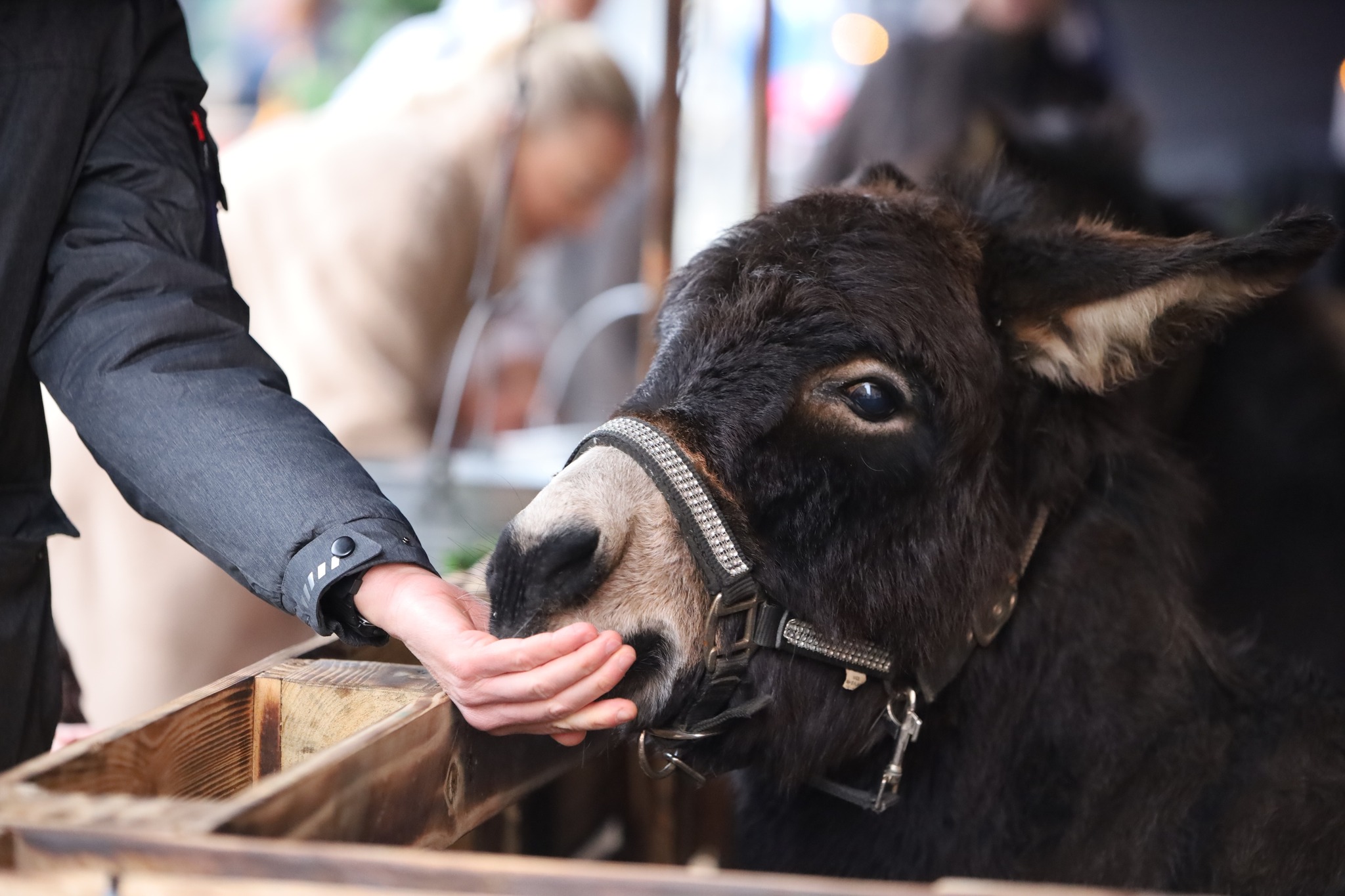 jarmark_swiateczny_2025_dzien_pierwszy_4